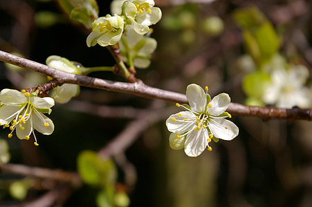 Pavasaris, Plum tree, ziedi, Plum blossom, filiāle, ziedēšanas zariņš, zieds