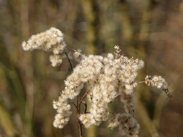 grasses flower, withered, tender
