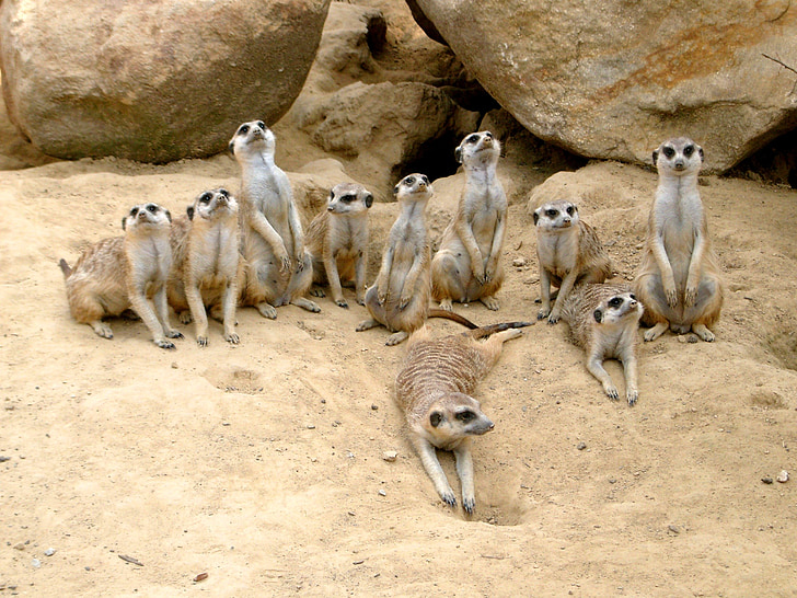 meerkat, 동물원, 동물, 모래, 사막, 주의, 경계