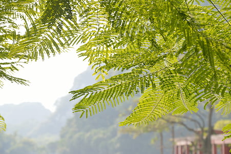 φρέσκο φύση, Acacia δέντρο, βουκολικές