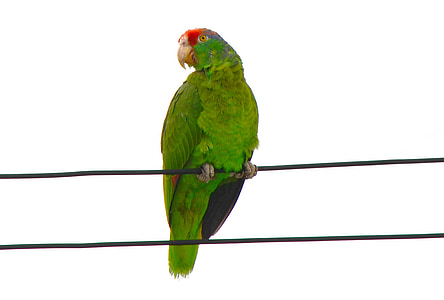 Papoušek konžský, Papoušek, ARA, rubrogenys, Amazonas, zelená, pták