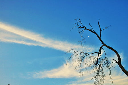 dry branch, tree, dry, dead, branches, twigs, stylish