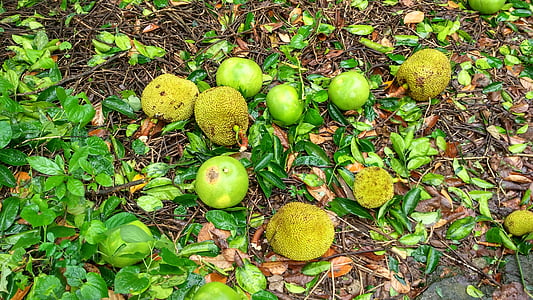 jackfruit, pozemky, krk