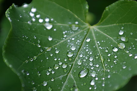 leaf, green, nature, drops of water