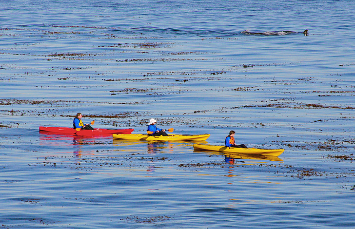 kayak, barca, oceano, Paddle, kayak, all'aperto, mare