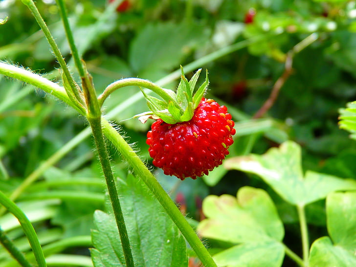 maasikas, puidu maasika, punane, marja, küps, Armas, maitsev