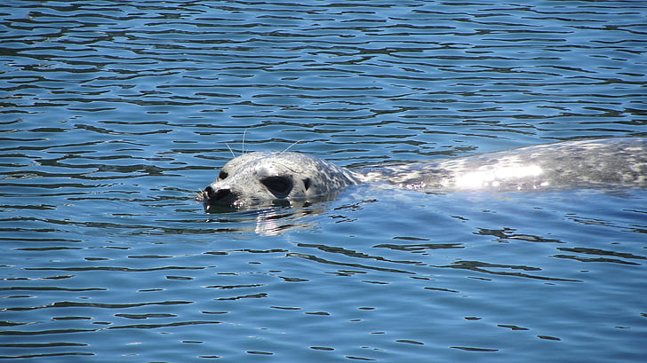 seal, sea, whiskers, animals, nature, water
