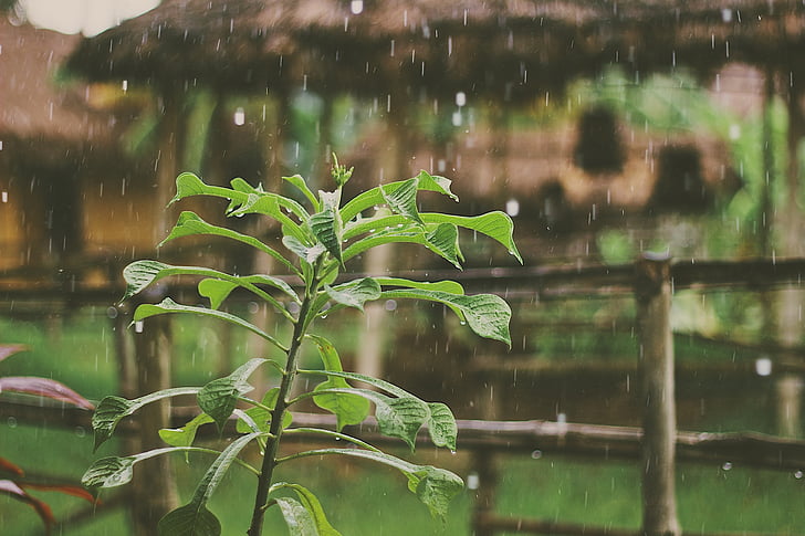 regner, regn faller, planter, blader, våte, natur, anlegget