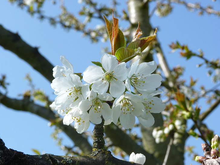cherry, flowers, nature, flowering, spring, tree, white