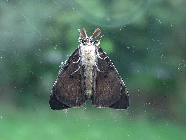 bug, moth, glass