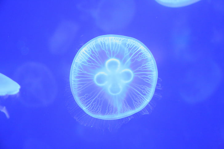 méduse, petits animaux, Marine
