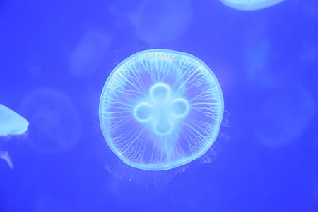 medusas, pequeños animales, Marina
