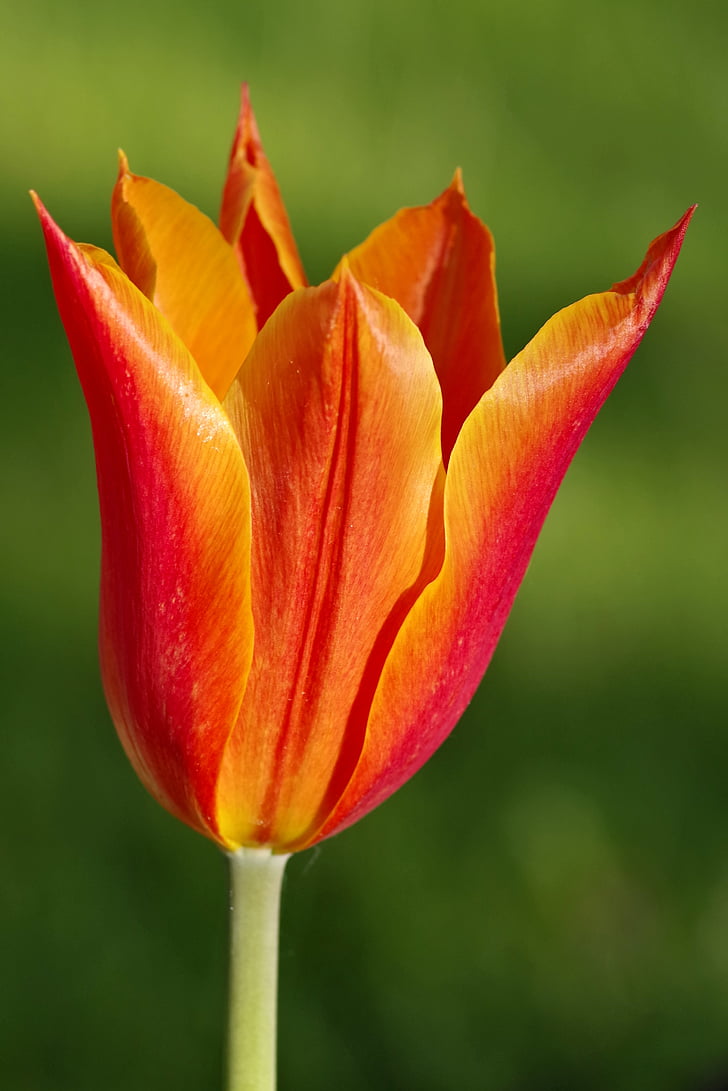 tulip, orange, sharp, tips, red, flower, single