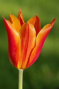 Tulip, oransje, skarpe, tips, rød, blomst, enkelt