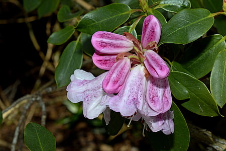 Rhododendron, kevään, Bud, kukat, kasvi, vaaleanpunainen rhododendron, kukkiva pensas
