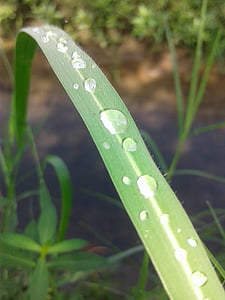 露水, 叶, 绿色, 水滴, 植物, 早上, 颗粒水