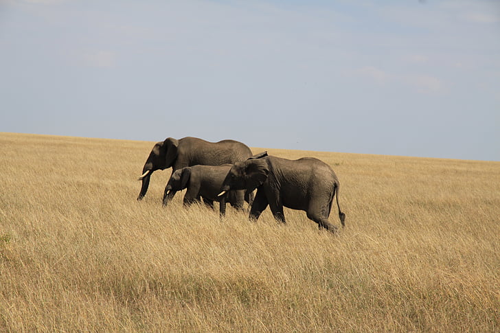 slon, rodina, Afrika, Keňa, slon teľa, mladý slon, sivá