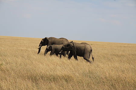 slon, rodina, Afrika, Keňa, slůně, mladý slon, šedá