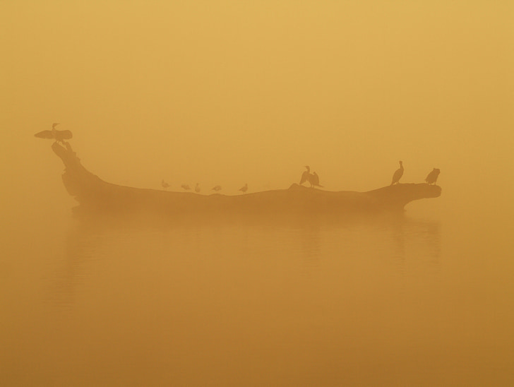 birds, morning, water, the fog, orange, climate, nature