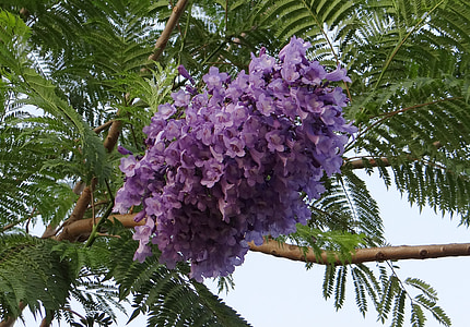 Жакаранда mimosifolia, Цветы, Жакаранда, синий джакаранда, черный poui, Дерево папоротника., kittur