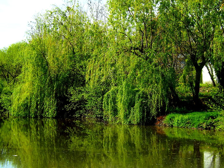 Willow, Lake, vann, refleksjon, speil, natur, vegetasjon