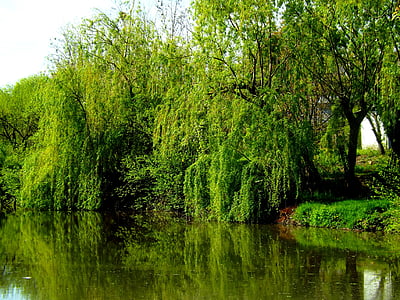 柳树, 湖, 水, 反思, 镜子, 自然, 植被