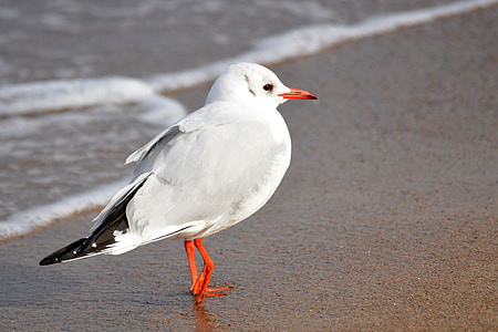 seagull, beach, baltic sea, sea, water, bird, gull
