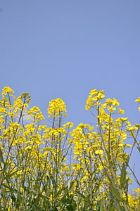 flores de estupro, Primavera, flores, linda, Japão, natureza, amarelo