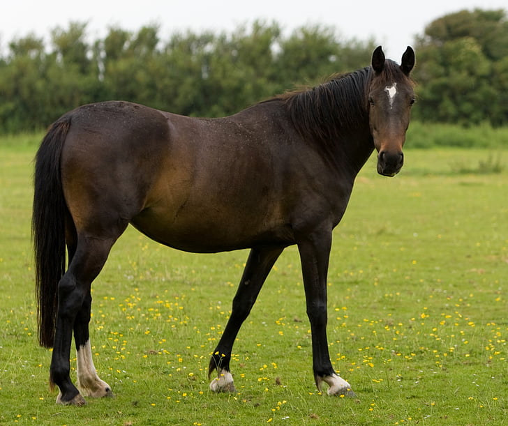 horse, beautiful, animal, bay, brown, green, grass