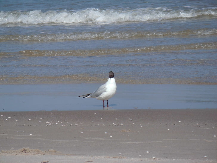 Seagull, strand, Golf, water, zee