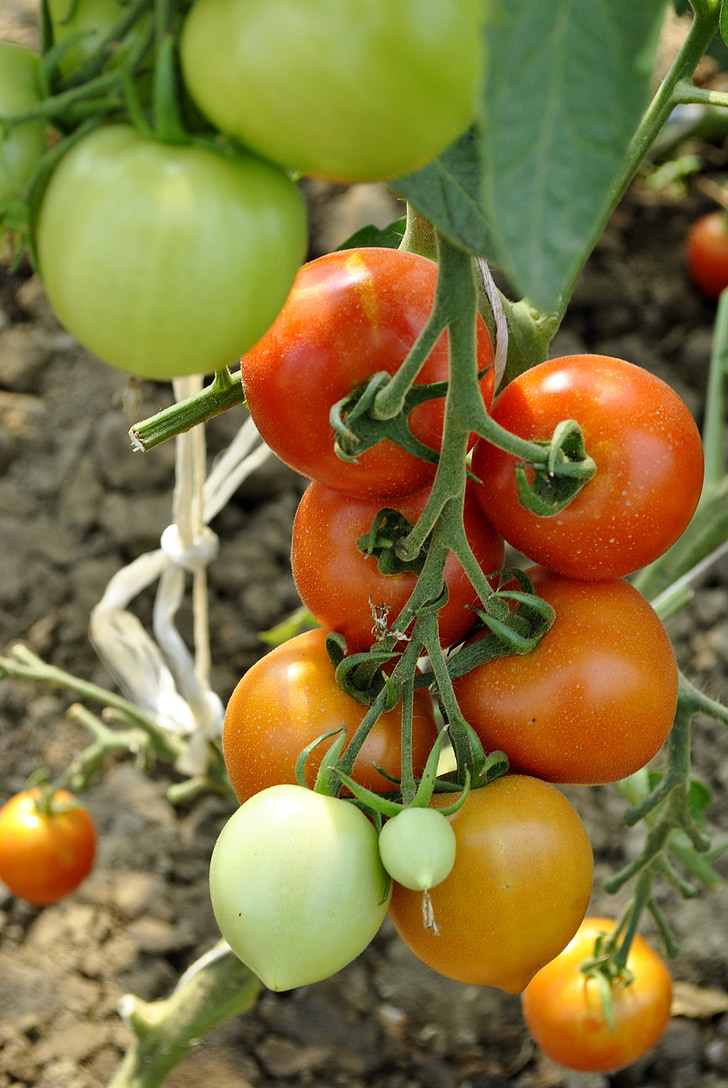 tomatoes, vegetables, food, red-green tomato, crop, produces