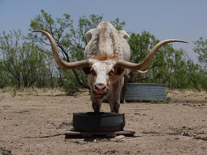 Longhorn, Texas, hovězí maso, zvíře, kráva, Austin, západní texas