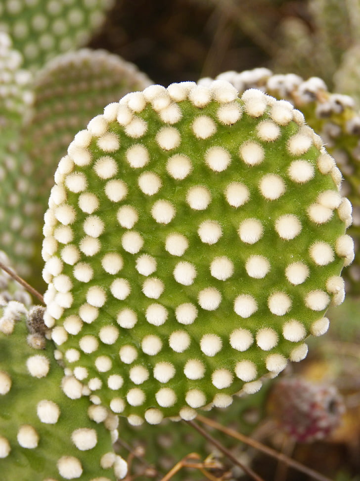 Cactus, pala, spine, natura, pianta, Close-up