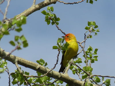 Tangara, våren, fågel, British columbia, naturen, västerländsk tanager