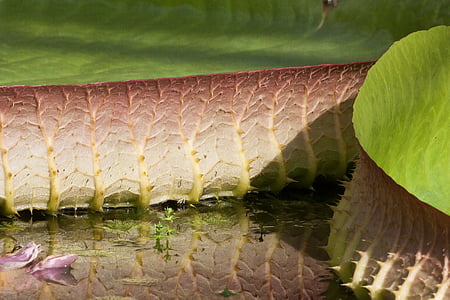 листа, водна лилия, Виктория cruziana, Санта Круз - гигантска водна лилия, езеро rosengewächs, Водни рози, водни растения