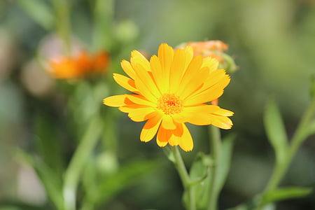 flor, amarillo, planta, naturaleza, pétalos de, flor amarilla, jardín