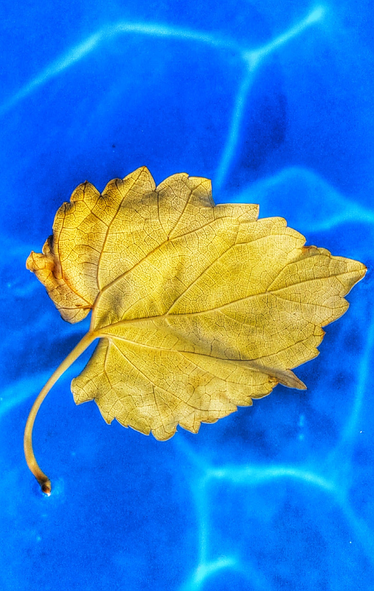 leaf, water, yellow, blue