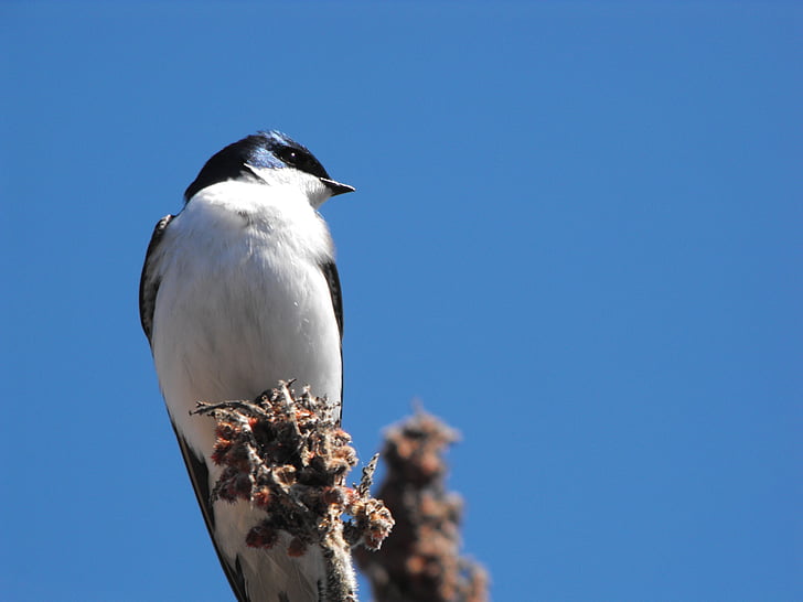 pântano de Wye, pássaro, preto, Branco, Ontario, natureza