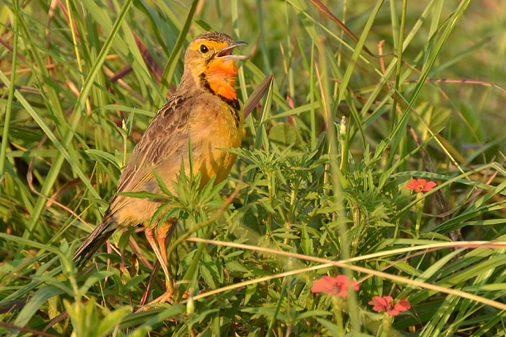 pássaro, África do Sul, reserva natural de Rietvlei