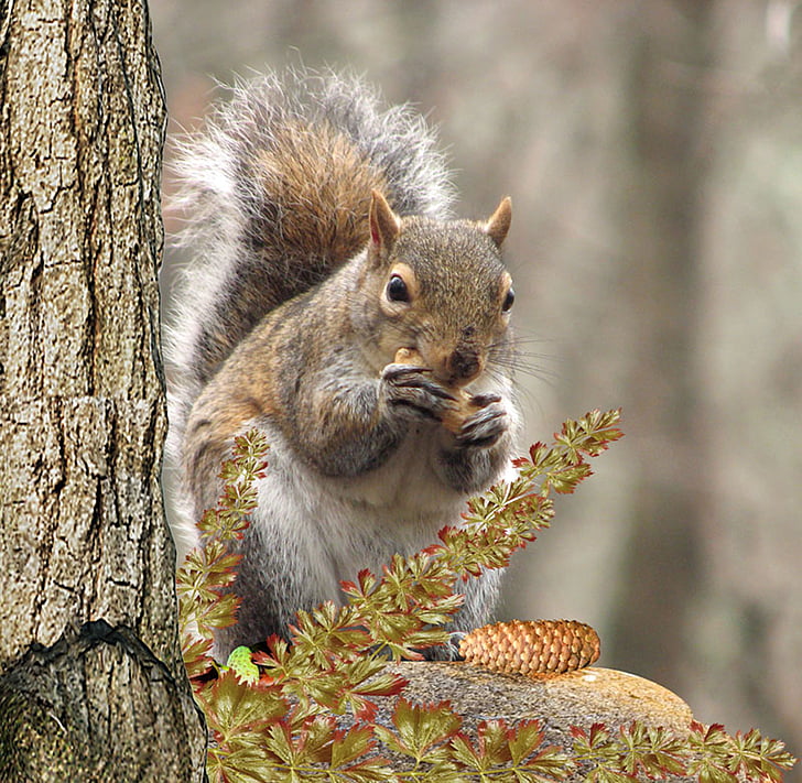 orav, puu, süüa, pähkel, näriline, orav puu, nager
