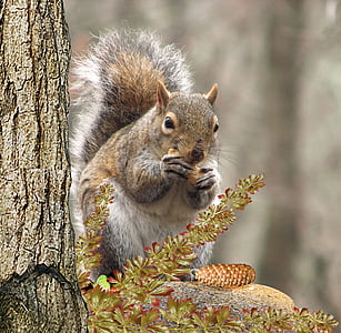 esquirol, arbre, menjar, femella, rosegador, esquirol a l'arbre, nager