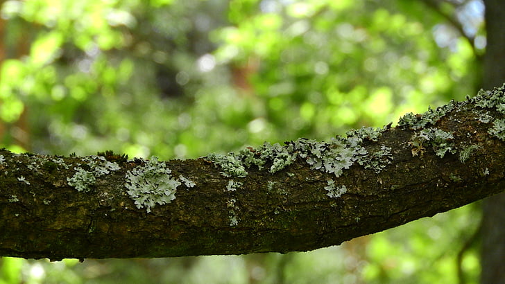 lichene, ramo, corteccia