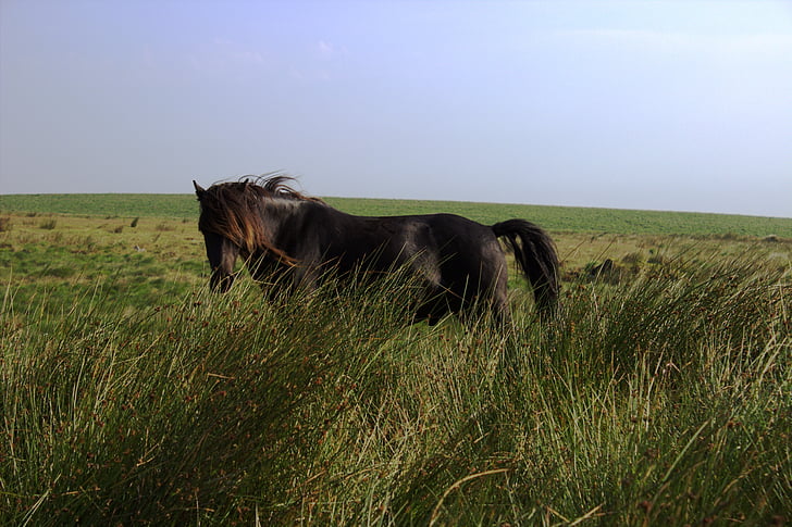 hest, Dartmoor, Vild hest, græs, dyr, natur, græs