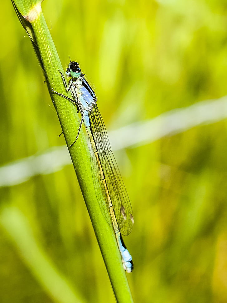 Dragonfly, insect, natuur, dier