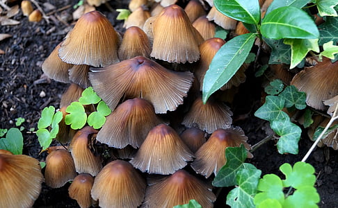mushrooms, nature, ground, grow, leaves, brown, green