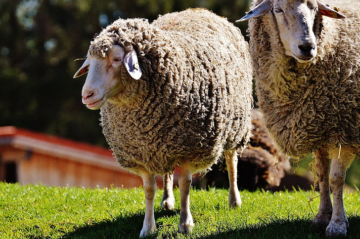 羊, ウール, 動物, 草原, 自然, 冬のコート, 良い aiderbichl