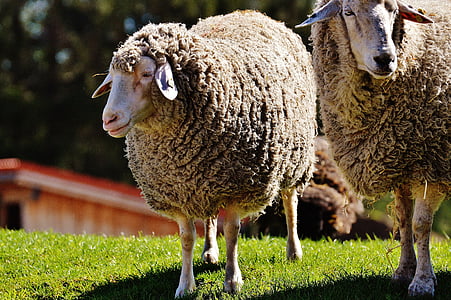 moutons, laine, animal, Meadow, nature, manteau d’hiver, bon aiderbichl