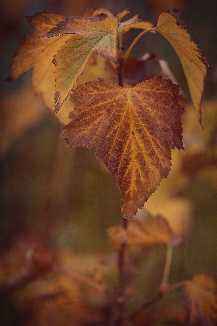 rudenį, rudens spalvos, lapai, rudenį lapai, serbentų lapų, serbentų, johannisbeerast