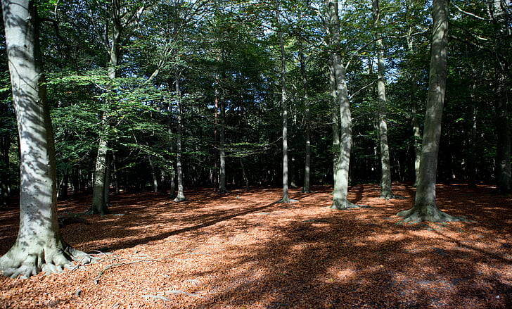 Woodland, floresta, luz de outono, raio de sol, sombras, árvores, folhagem