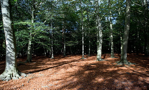 Woodland, Forest, jesenné svetlo, Sunshine, tiene, stromy, zeleň